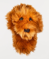 Daphne Animal Headcovers